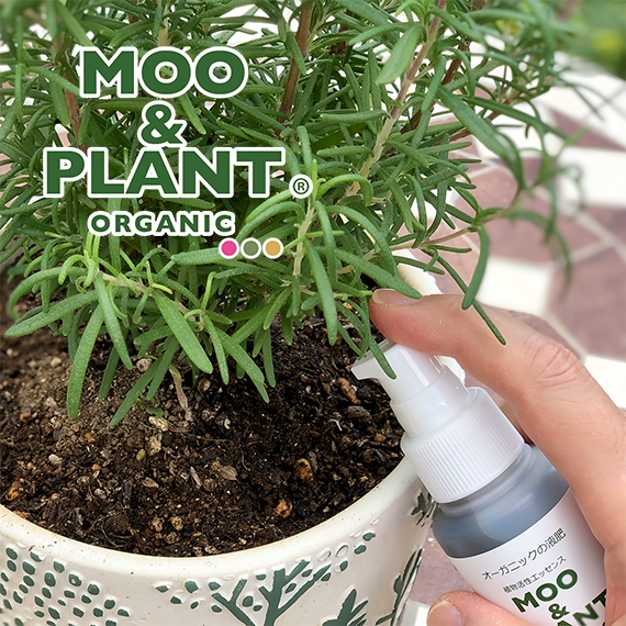 植物にMOO&PLANTをプッシュしている